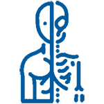 Anatomy
